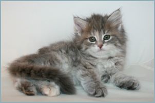 Female Siberian Kitten from Deedlebug Siberians